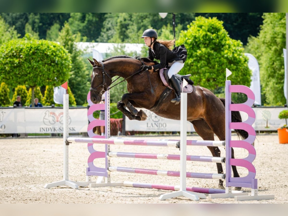 Polnisches Sportpferd Wallach 6 Jahre 170 cm Rappe in Bierawa
