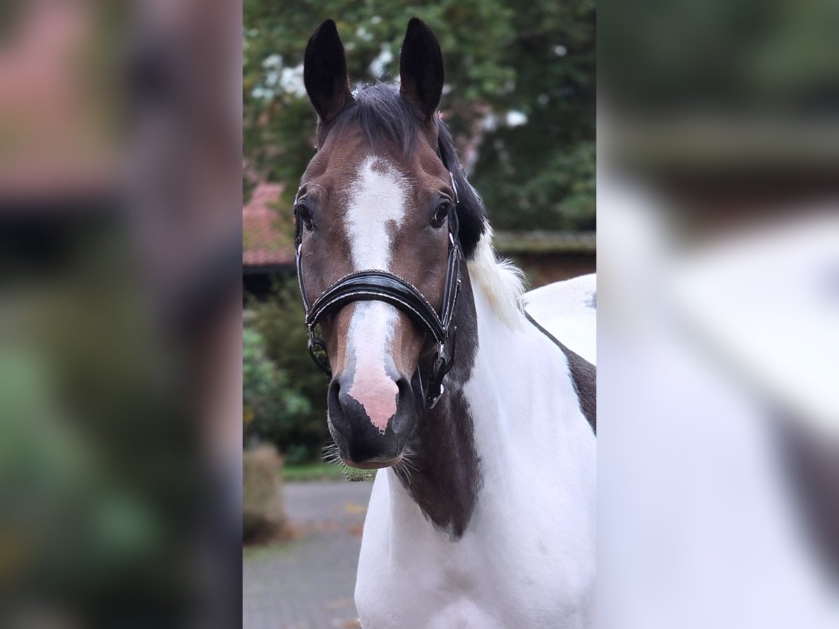 Polnisches Sportpferd Wallach 7 Jahre 158 cm Schecke in Warendorf