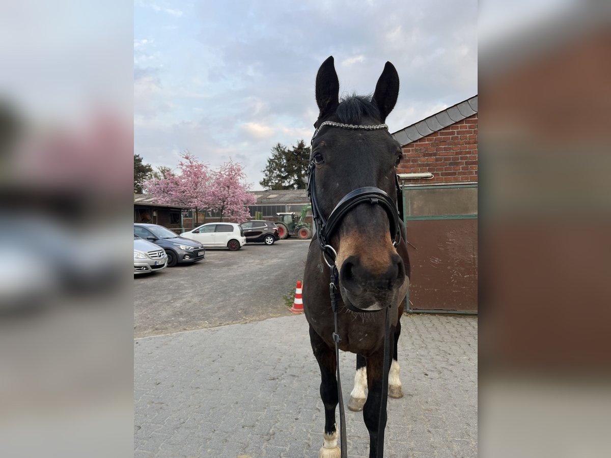 Polnisches Sportpferd Wallach 7 Jahre 168 cm Brauner in Krefeld