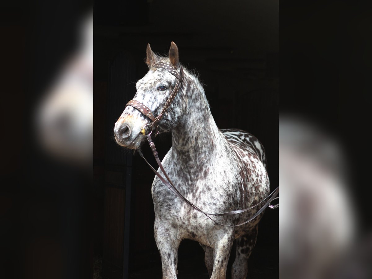 Polnisches Sportpferd Wallach 8 Jahre 162 cm Tigerschecke in Sanok