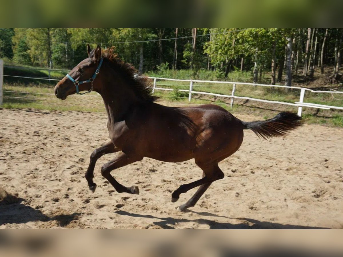 Polnisches Warmblut Hengst 1 Jahr 154 cm Dunkelbrauner in Komorze