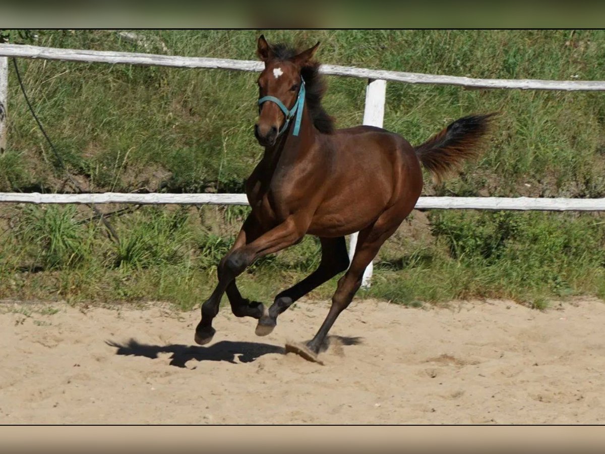 Polnisches Warmblut Hengst 1 Jahr 154 cm Hellbrauner in Komorze