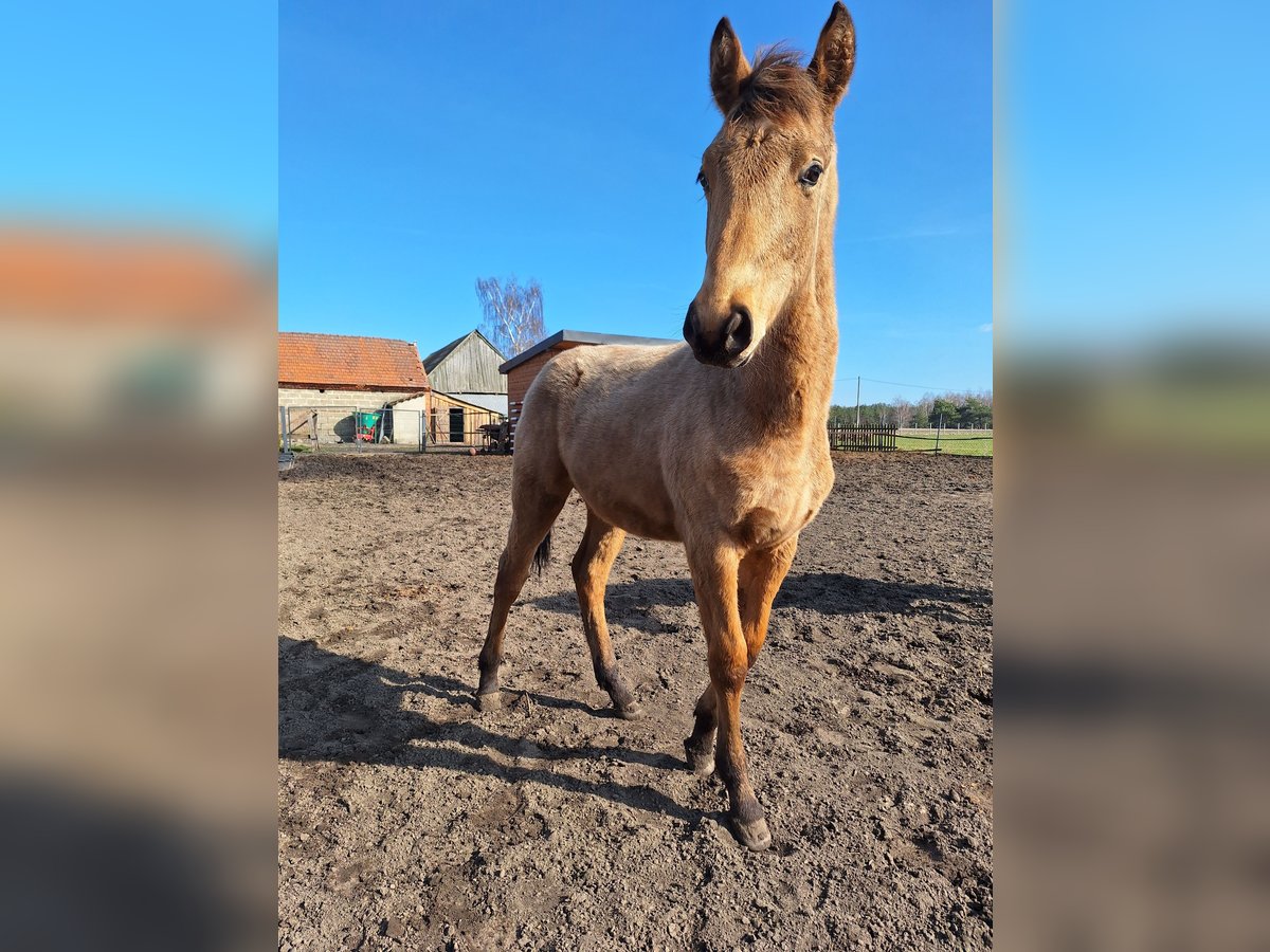 Polnisches Warmblut Hengst 1 Jahr 167 cm Buckskin in Chocz