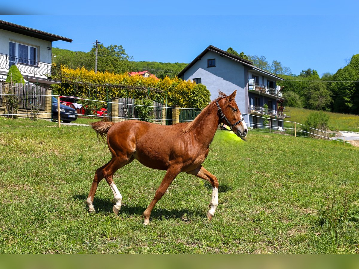 Polnisches Warmblut Hengst 1 Jahr Fuchs in Dąbrowa