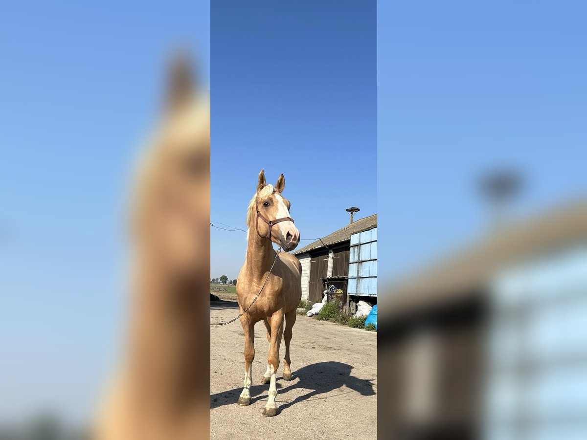 Polnisches Warmblut Hengst 2 Jahre 167 cm Palomino in Bielsk