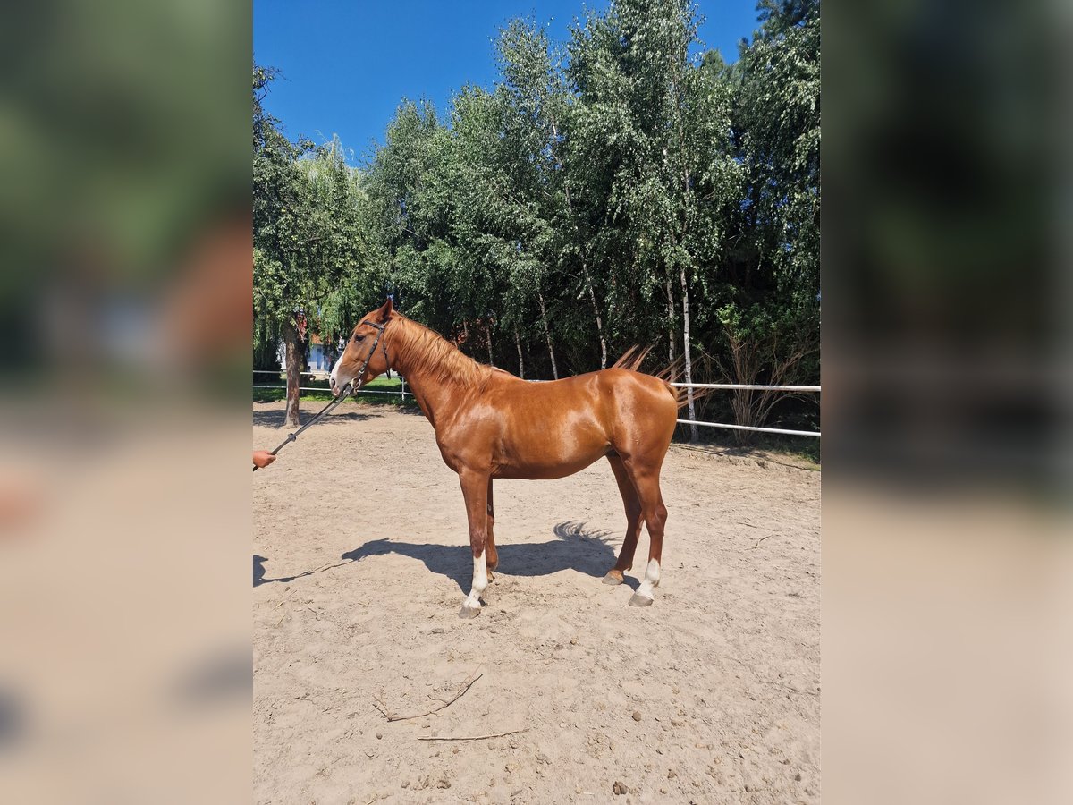 Polnisches Warmblut Hengst 4 Jahre 163 cm Fuchs in Lipka Wielka 7