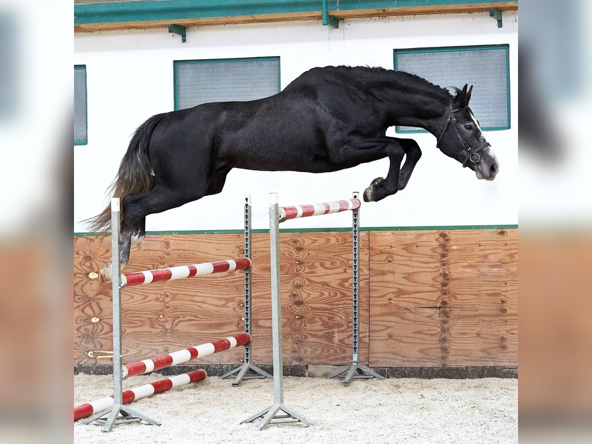 Polnisches Warmblut Hengst 7 Jahre 175 cm Schimmel in Godziesze