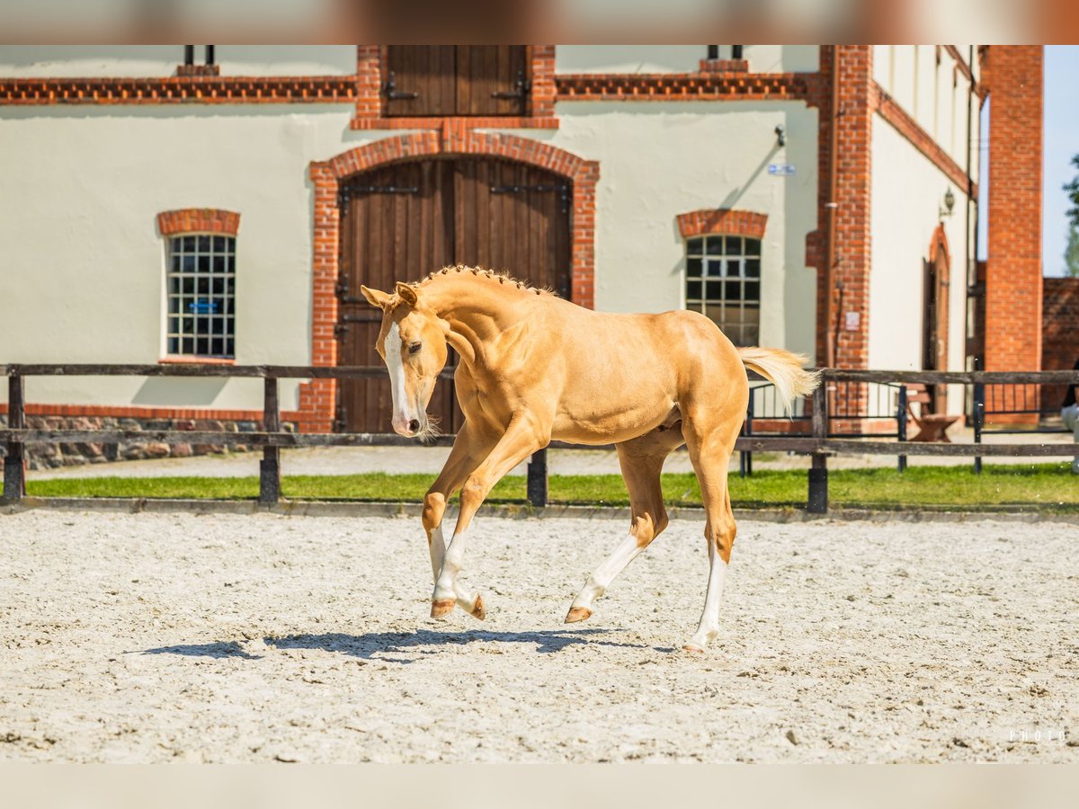 Polnisches Warmblut Hengst Fohlen (03/2025) 170 cm Palomino in Grudzi&#x105;dz