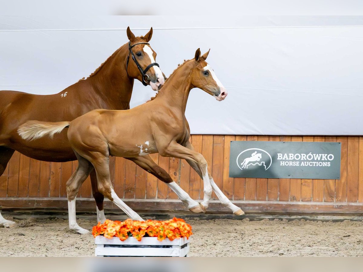 Polnisches Warmblut Hengst Fohlen (04/2025) in Babor&#xF3;wko