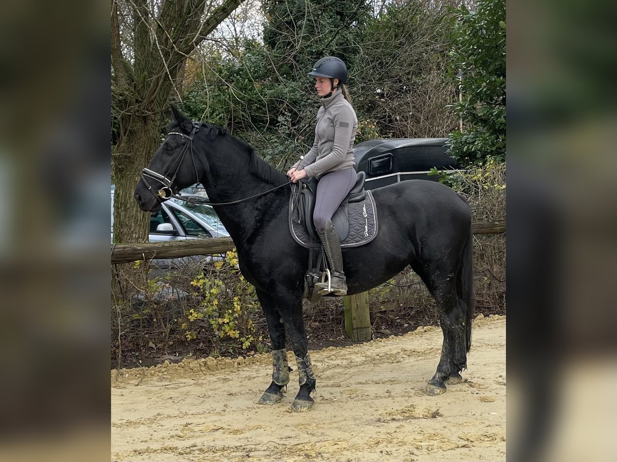 Polnisches Warmblut Stute 10 Jahre 160 cm Rappe in Oberhausen