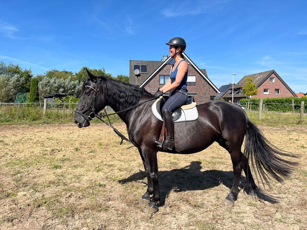 Polnisches Warmblut Stute 10 Jahre 161 cm Schwarzbrauner in Emsdetten