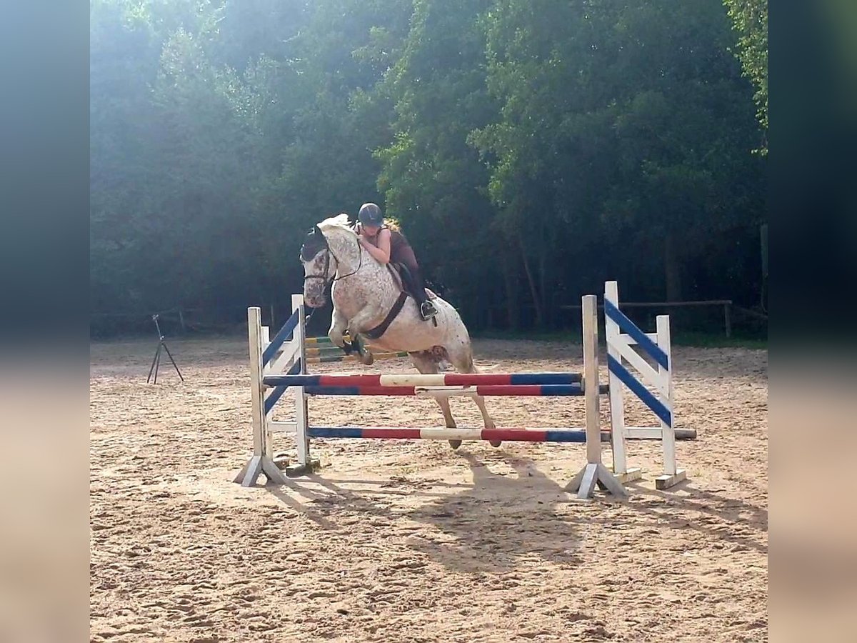 Polnisches Warmblut Stute 10 Jahre 163 cm Tigerschecke in Weinheim