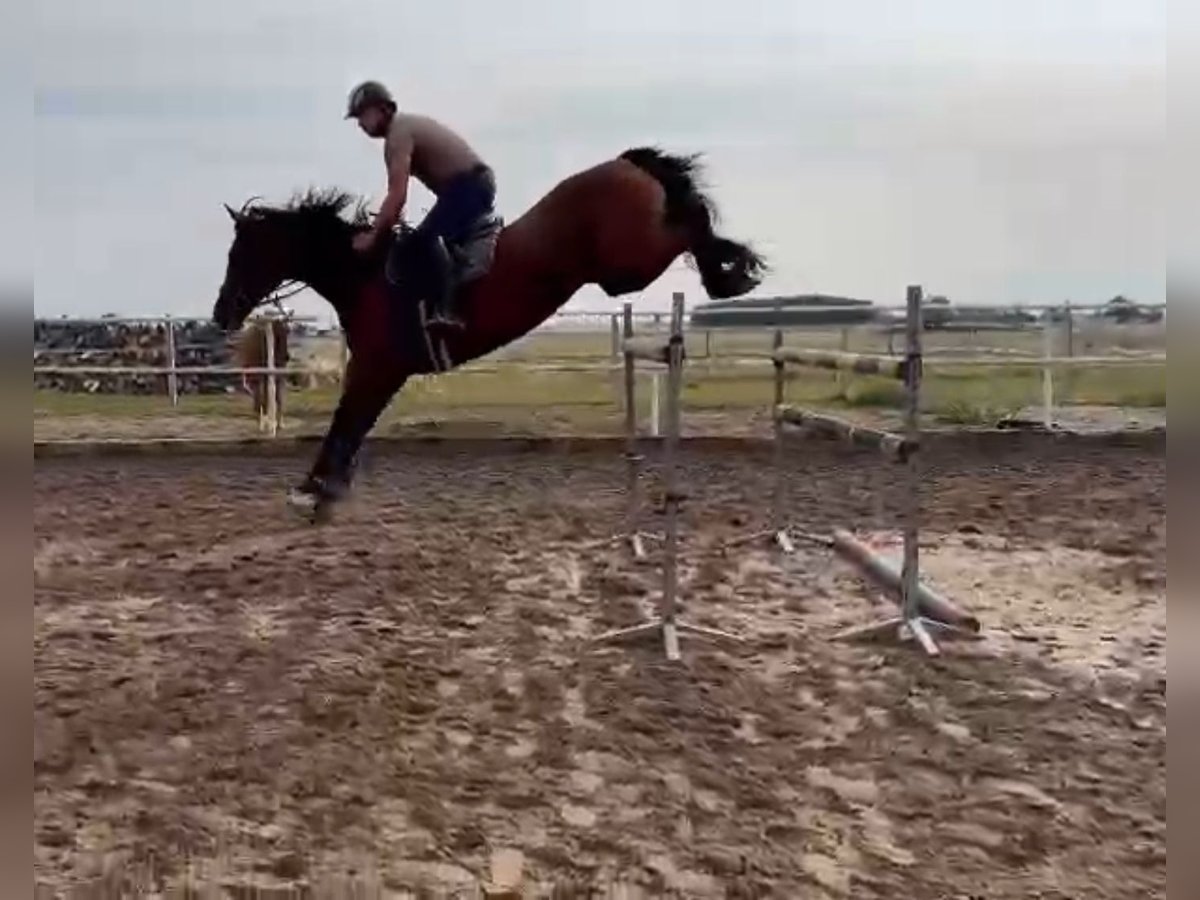 Polnisches Warmblut Stute 11 Jahre 165 cm Brauner in Papenhagen