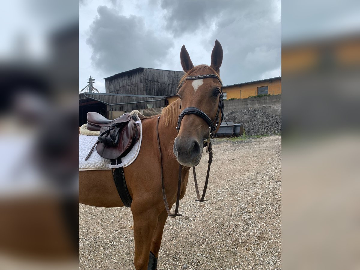 Polnisches Warmblut Stute 12 Jahre 163 cm Fuchs in Neumarkt in der Oberpfalz