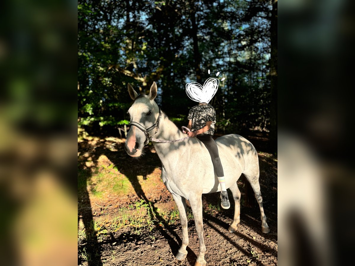 Polnisches Warmblut Stute 13 Jahre 158 cm Apfelschimmel in Tholey