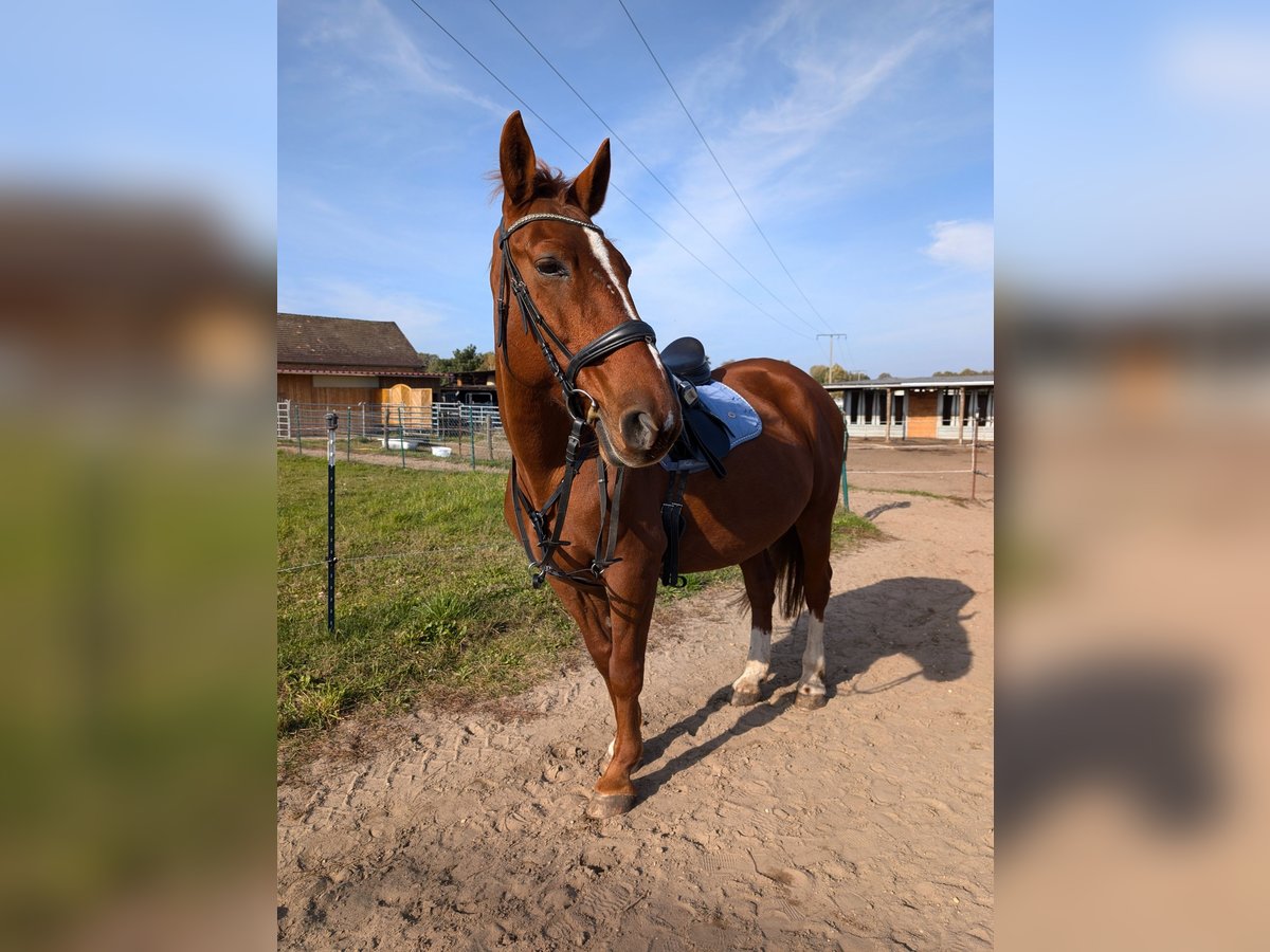 Polnisches Warmblut Stute 13 Jahre 160 cm Fuchs in Neuhausen Spree