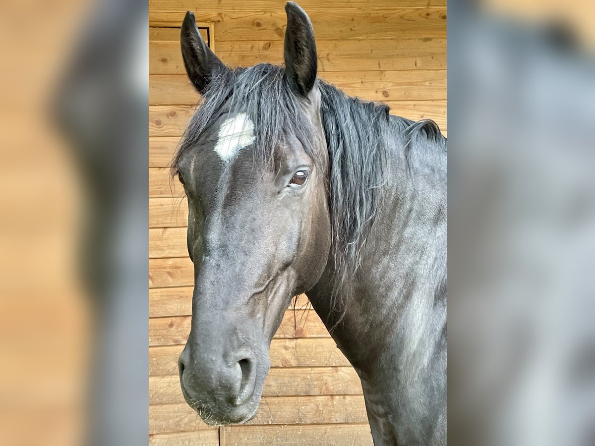 Polnisches Warmblut Stute 13 Jahre 161 cm Rappe in Sche&#xDF;litz