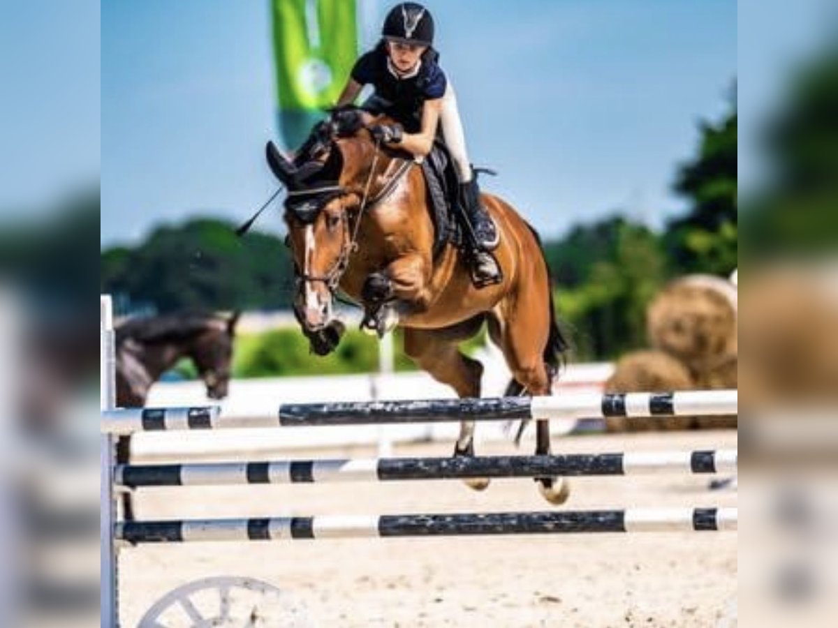 Polnisches Warmblut Stute 13 Jahre 171 cm Brauner in Brzoza