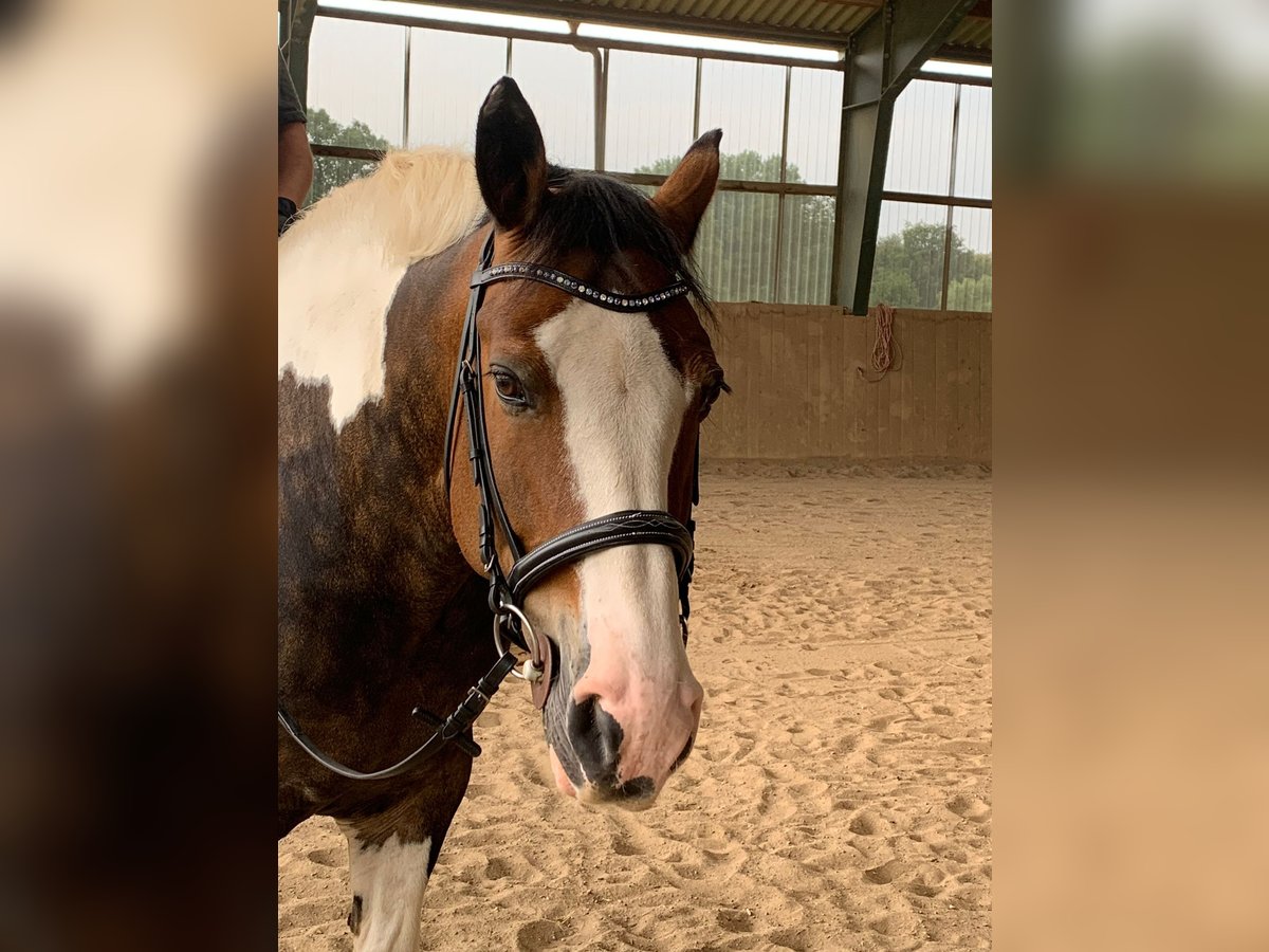 Polnisches Warmblut Mix Stute 14 Jahre 154 cm Schecke in Traventhal