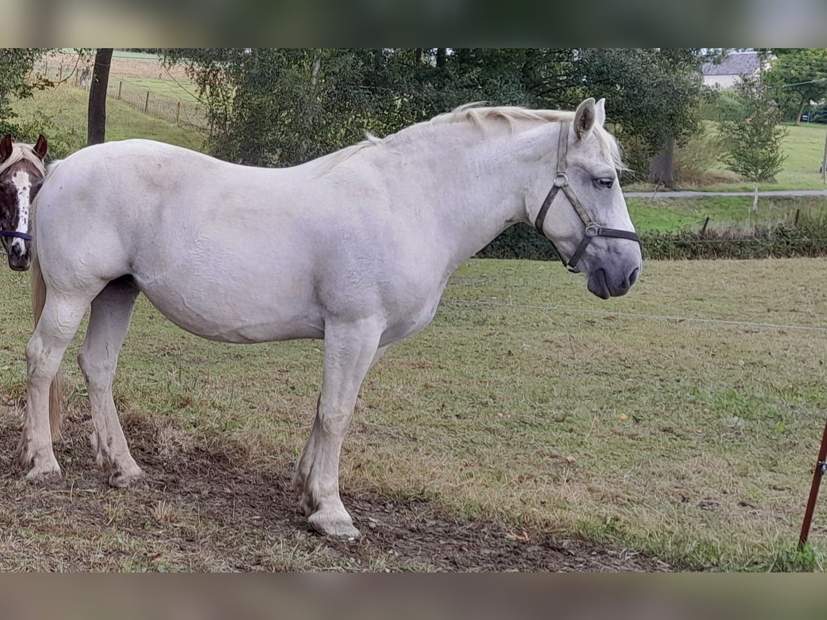 Polnisches Warmblut Stute 14 Jahre Schimmel in Adorf Polnisches Warmblut Stute 14 Jahre Schimmel in Adorf
