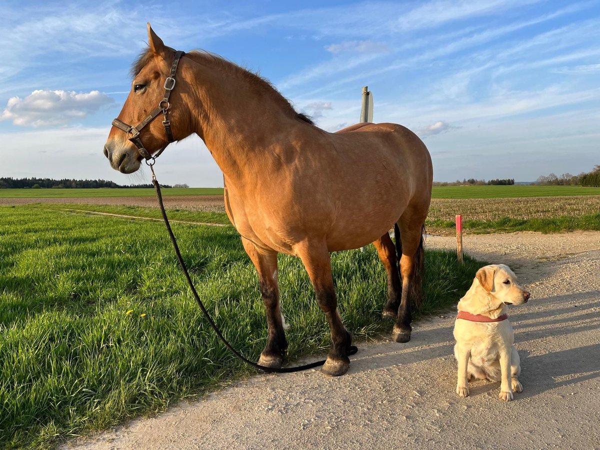 Polnisches Warmblut Stute 17 Jahre 154 cm Falbe in Otting