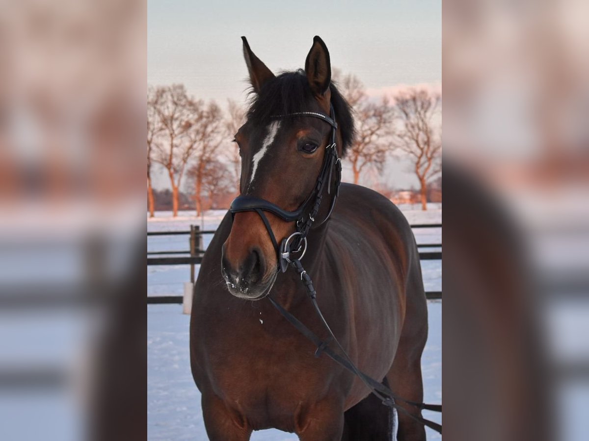 Polnisches Warmblut Stute 17 Jahre 165 cm Brauner in B&#xF6;nen