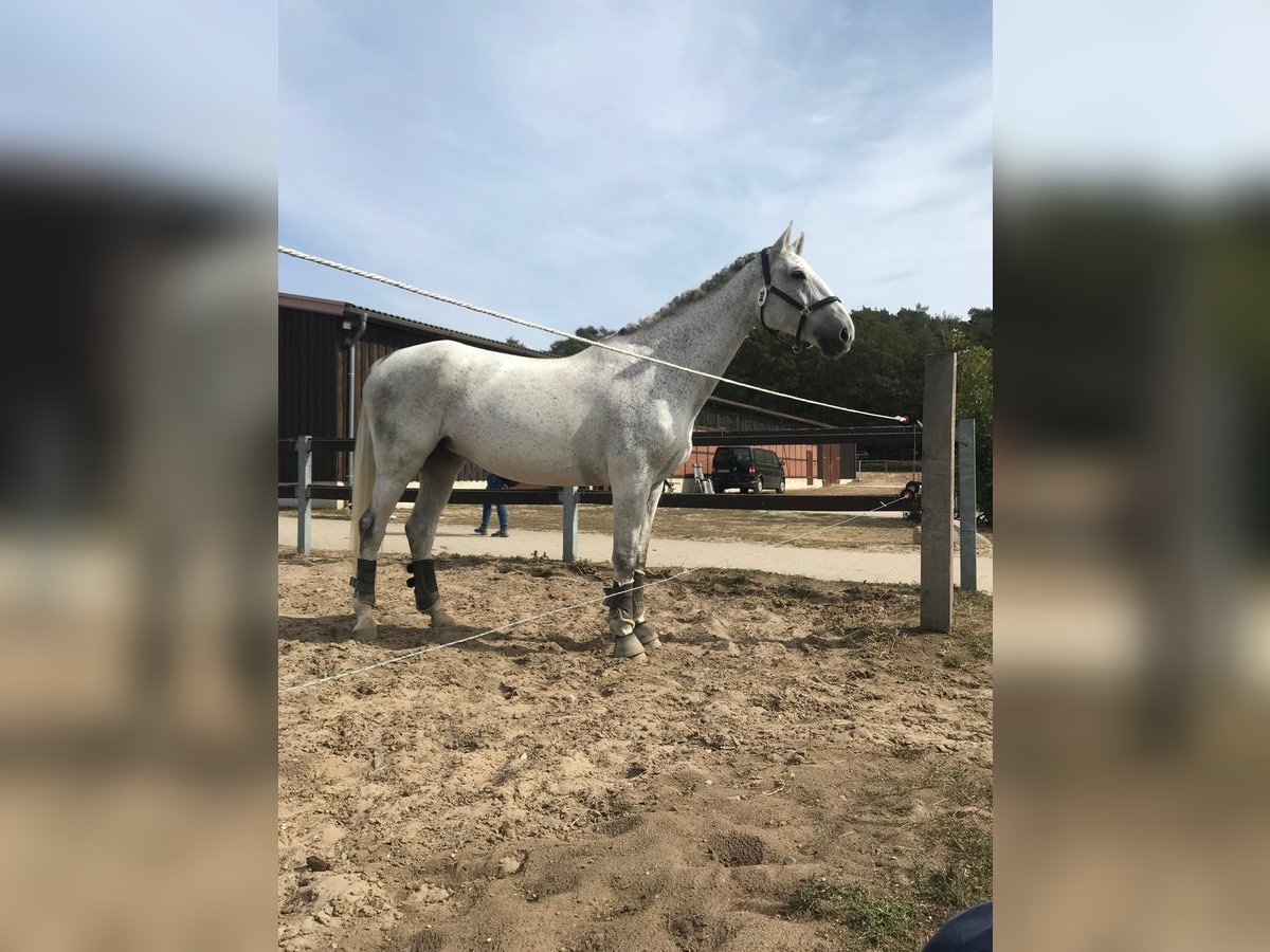 Polnisches Warmblut Stute 17 Jahre 168 cm Schimmel in Die&#xDF;en am Ammersee