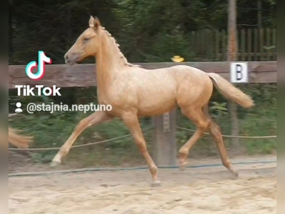 Polnisches Warmblut Stute 1 Jahr 168 cm Palomino in Gronków