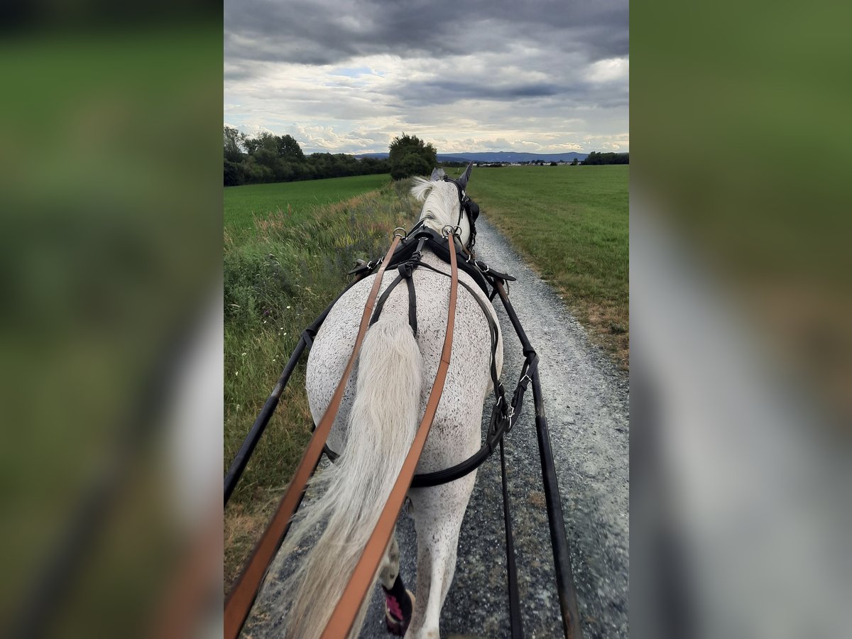 Polnisches Warmblut Stute 20 Jahre 165 cm Fliegenschimmel in Sankt Georgen am Leithagebirge Polnisches Warmblut Stute 20 Jahre 165 cm Fliegenschimmel in Sankt Georgen am Leithagebirge