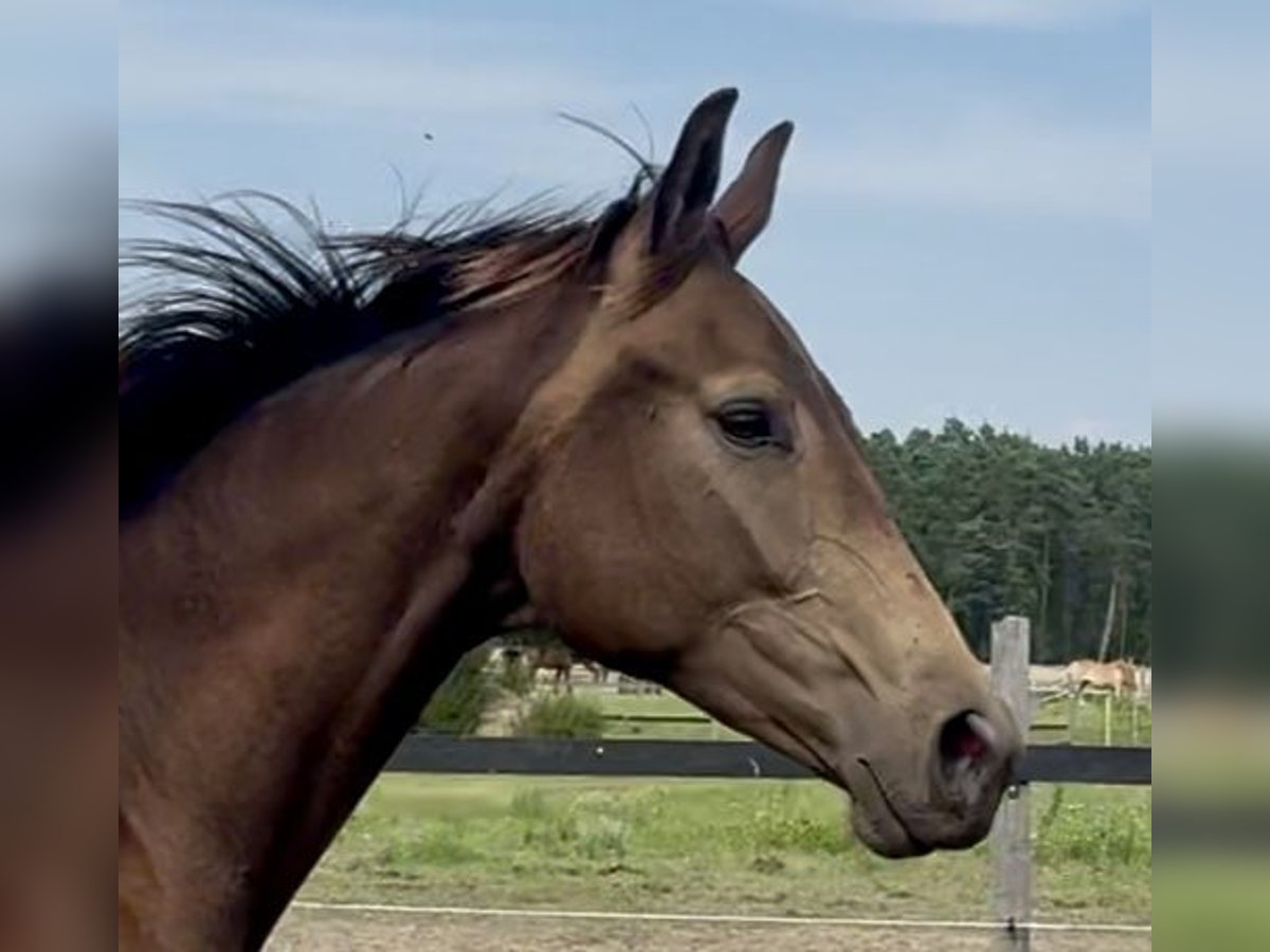 Polnisches Warmblut Stute 2 Jahre 170 cm Buckskin in Stropieszyn
