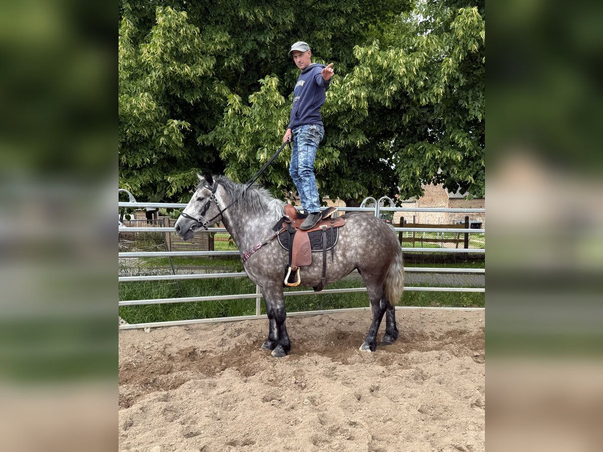 Polnisches Warmblut Mix Stute 3 Jahre 155 cm Apfelschimmel in Gleina