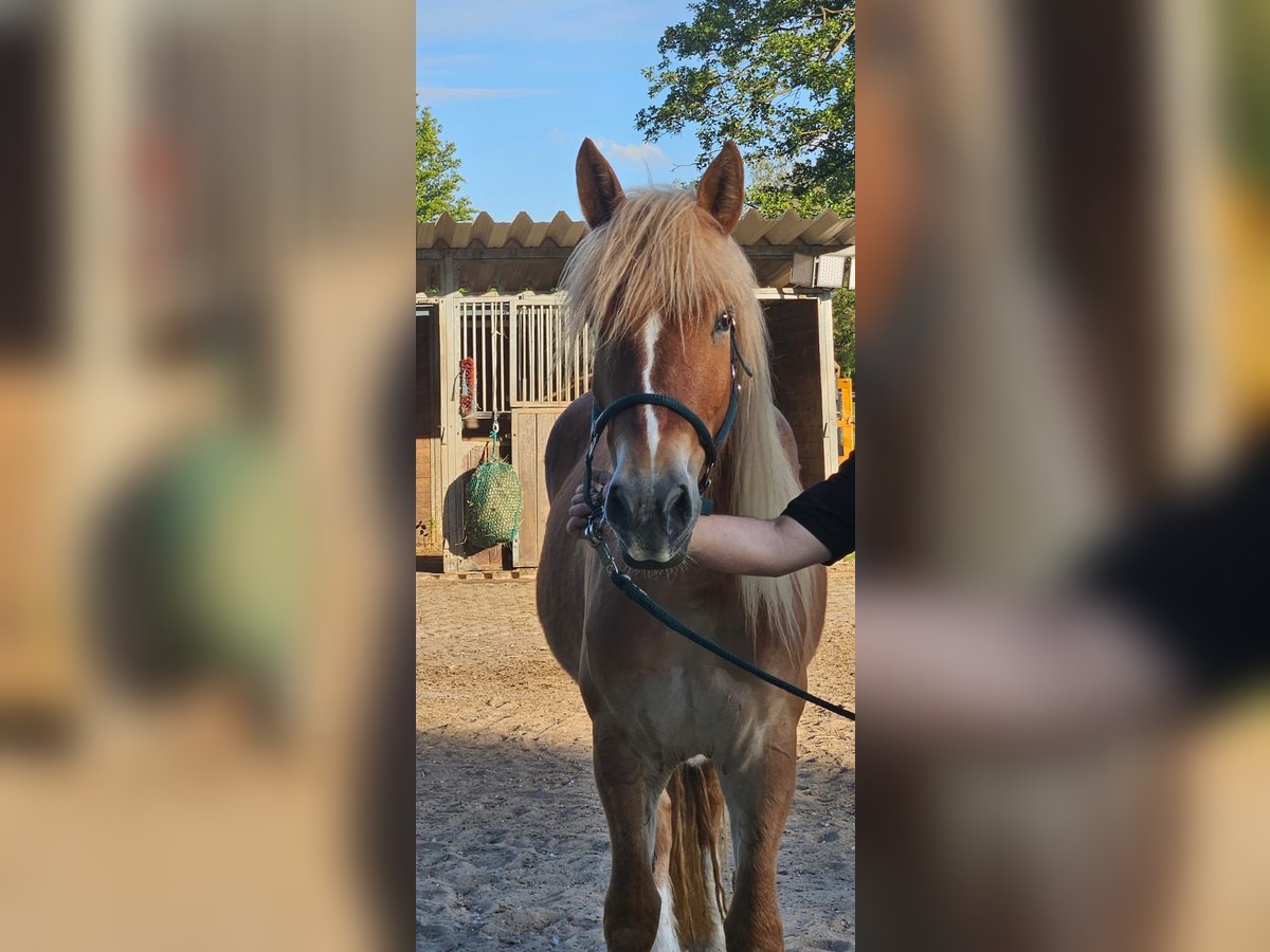 Polnisches Warmblut Mix Stute 3 Jahre 159 cm Fuchs in Stadecken-Elsheim