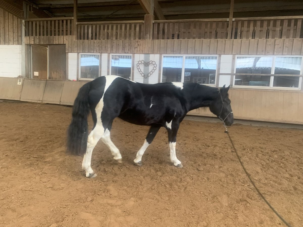 Polnisches Warmblut Mix Stute 3 Jahre 165 cm Schecke in Calw Polnisches Warmblut Mix Stute 3 Jahre 165 cm Schecke in Calw