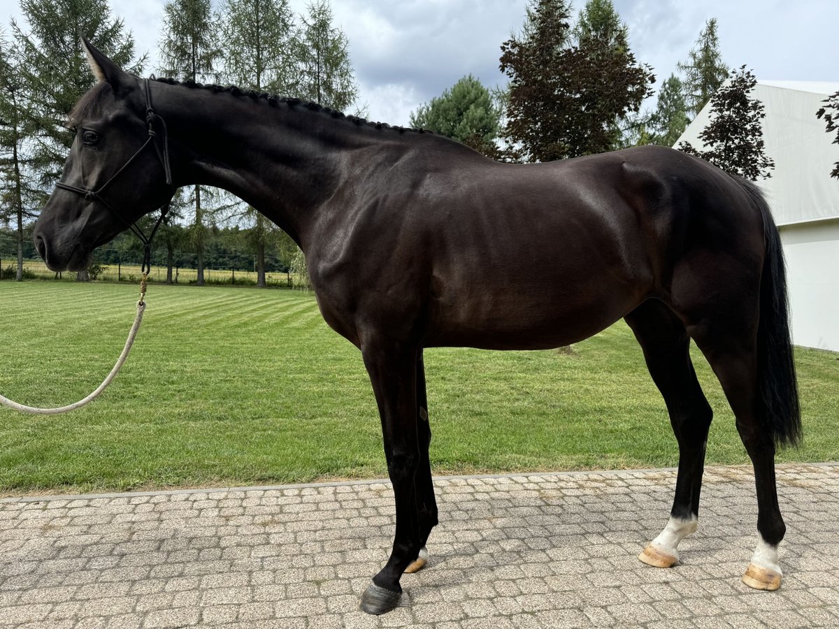 Polnisches Warmblut Stute 3 Jahre 172 cm Rappe in Pulawy