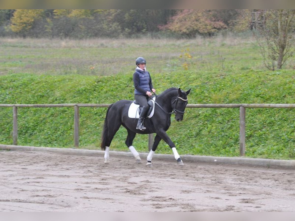 Polnisches Warmblut Stute 4 Jahre 156 cm Rappe in Wellheim