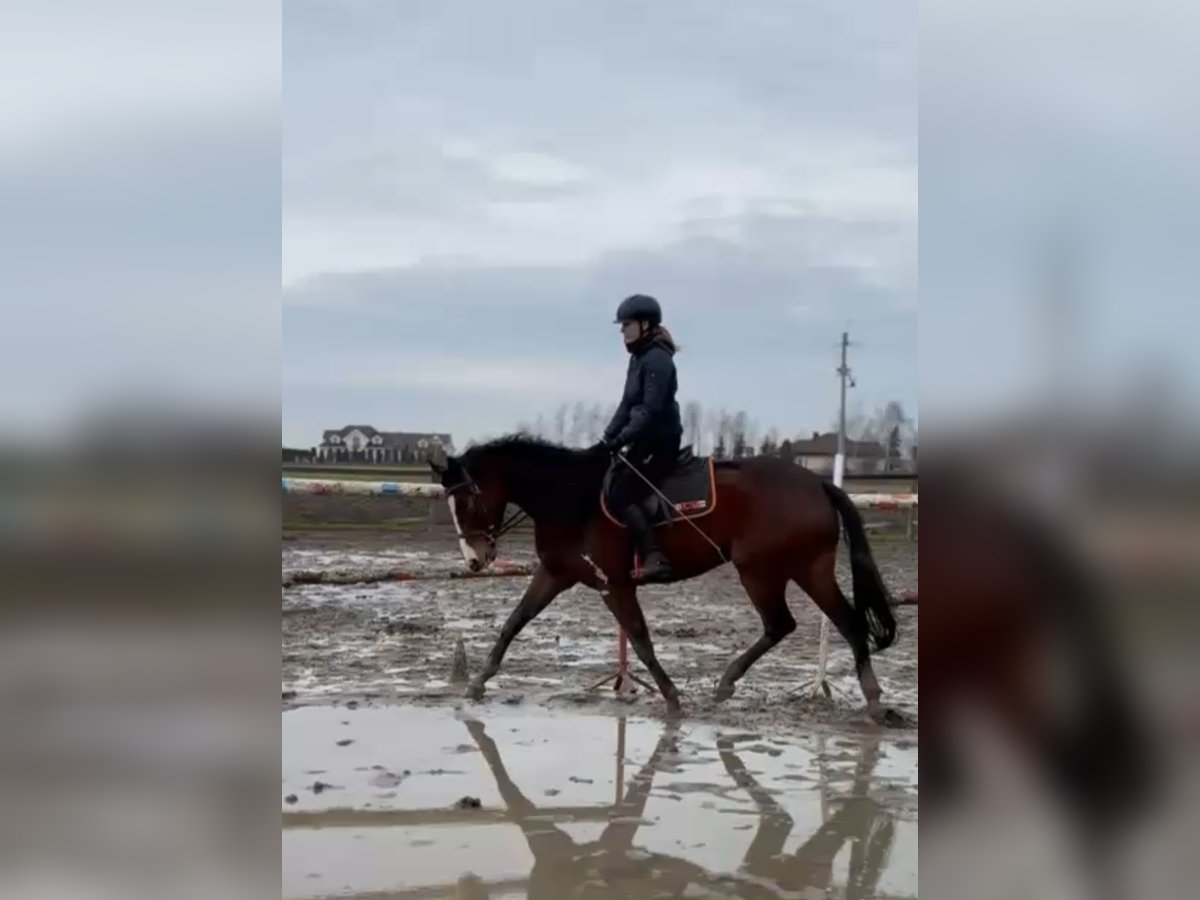 Polnisches Warmblut Stute 4 Jahre 165 cm Rotbrauner in Anielin