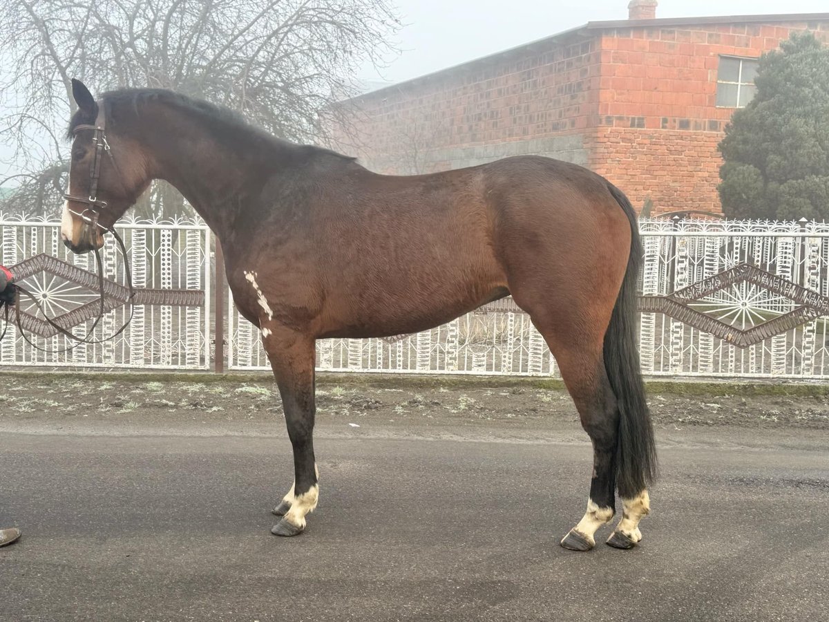 Polnisches Warmblut Stute 4 Jahre 165 cm Rotbrauner in Anielin