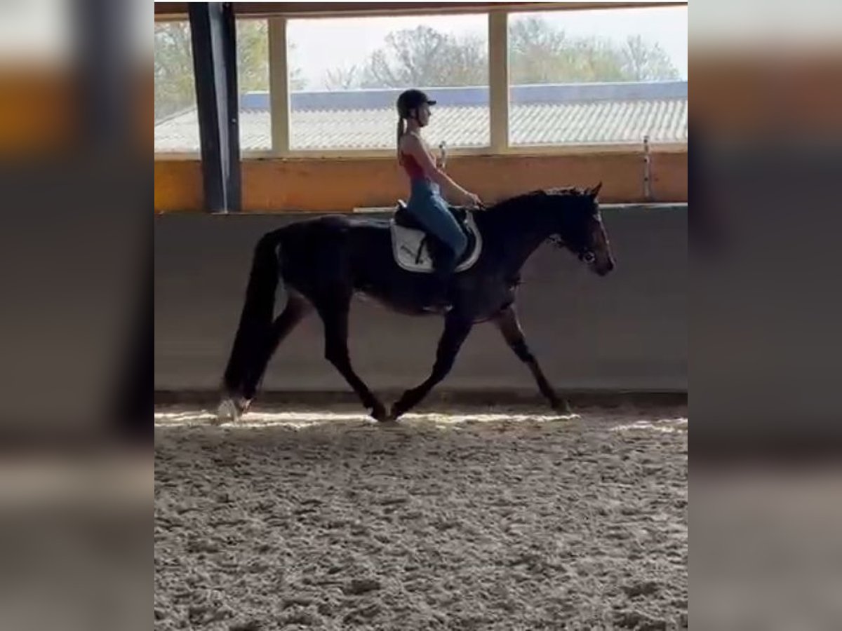 Polnisches Warmblut Stute 4 Jahre 166 cm Brauner in Papenhagen