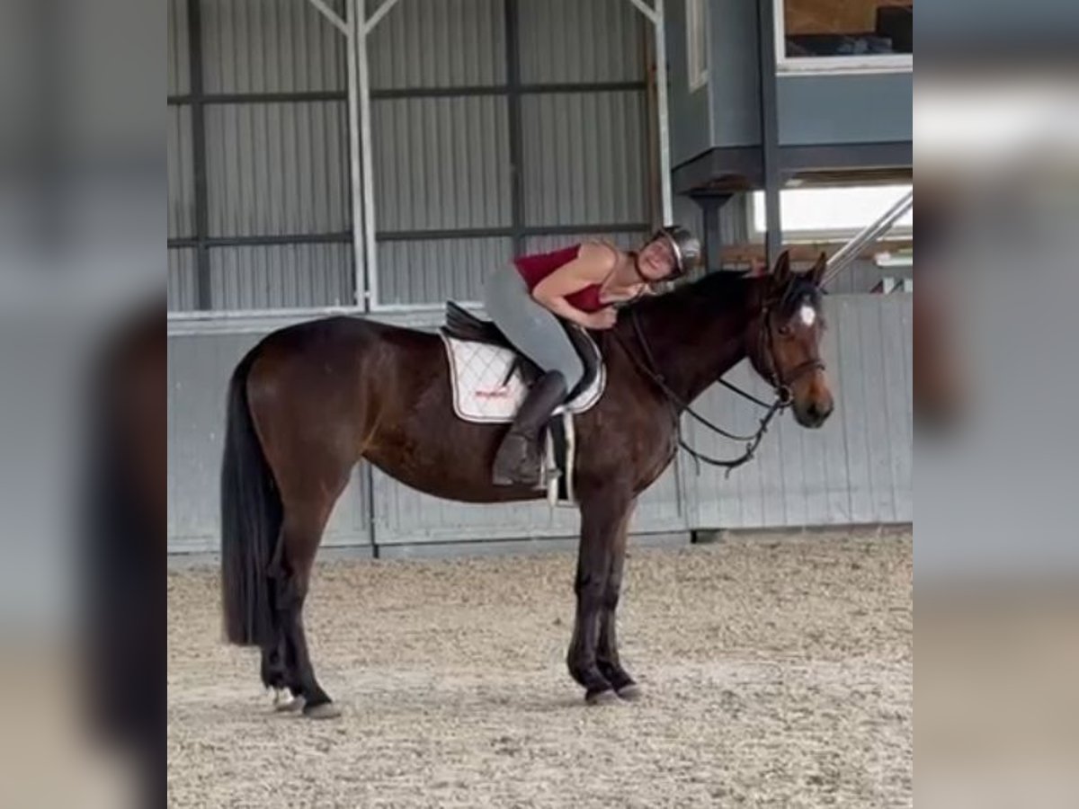 Polnisches Warmblut Stute 4 Jahre 166 cm Brauner in Papenhagen Polnisches Warmblut Stute 4 Jahre 166 cm Brauner in Papenhagen
