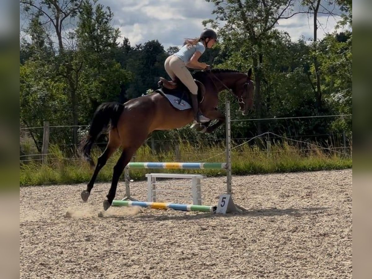 Polnisches Warmblut Stute 4 Jahre 166 cm Dunkelbrauner in Papenhagen