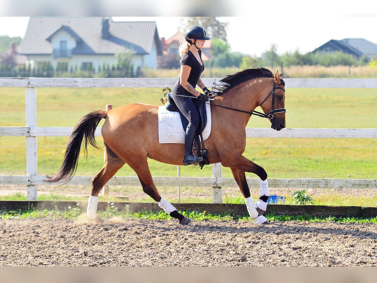 Polnisches Warmblut Stute 4 Jahre 167 cm Hellbrauner in Radziejów