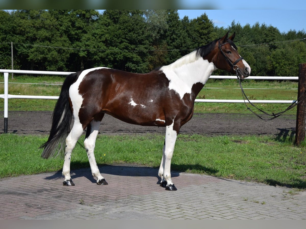 Polnisches Warmblut Stute 4 Jahre 167 cm Schecke in Chelmno