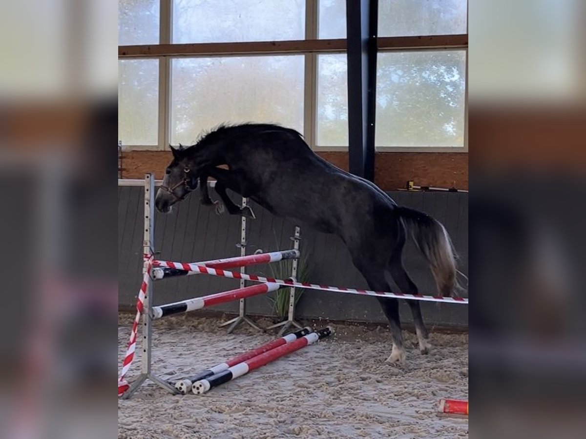 Polnisches Warmblut Stute 4 Jahre 167 cm Schimmel in Papenhagen