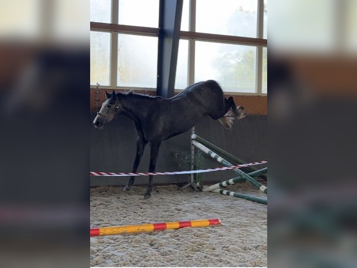 Polnisches Warmblut Stute 4 Jahre 168 cm Schimmel in Papenhagen