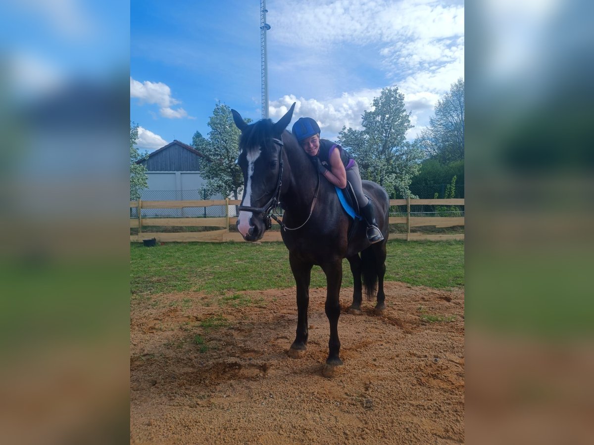 Polnisches Warmblut Stute 4 Jahre 169 cm Rappe in Oepfershausen