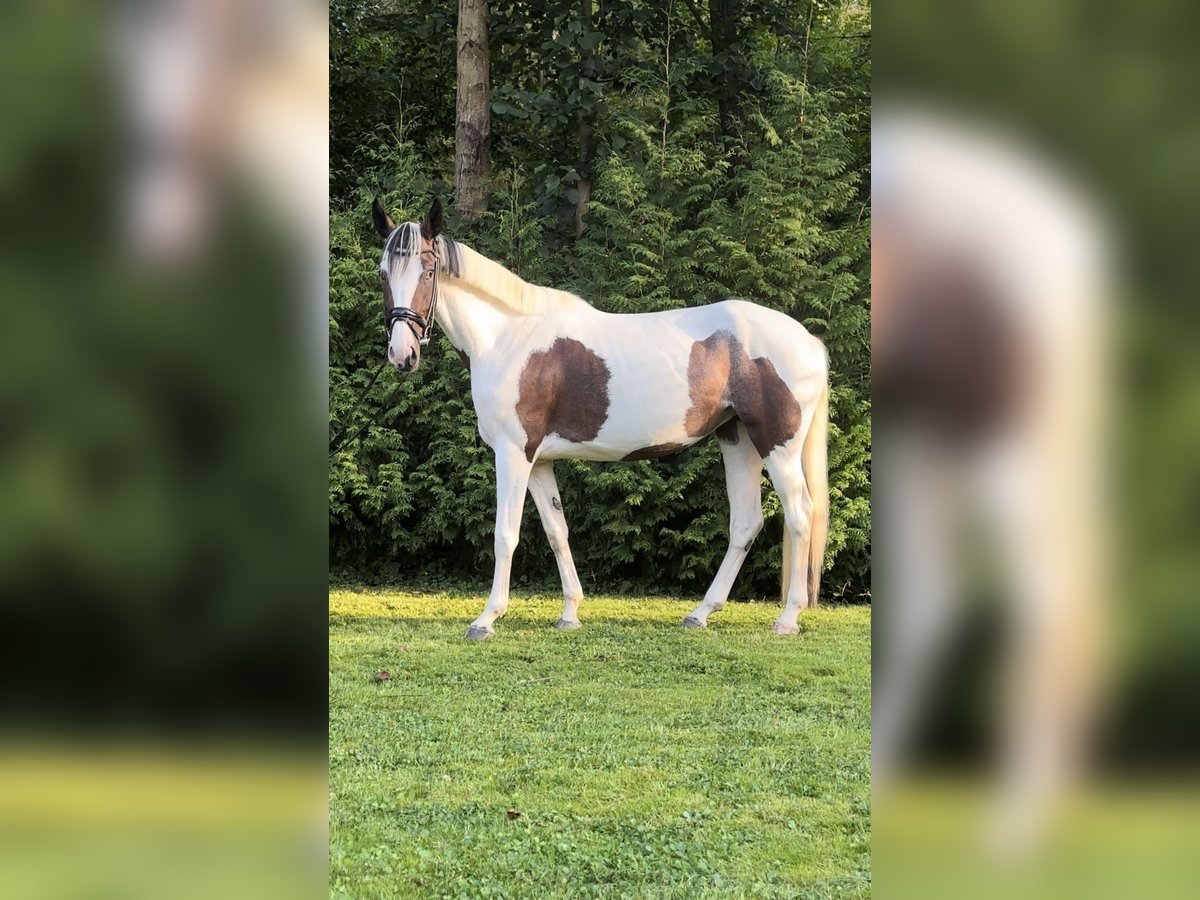 Polnisches Warmblut Mix Stute 5 Jahre 154 cm Schecke in Harzgerode