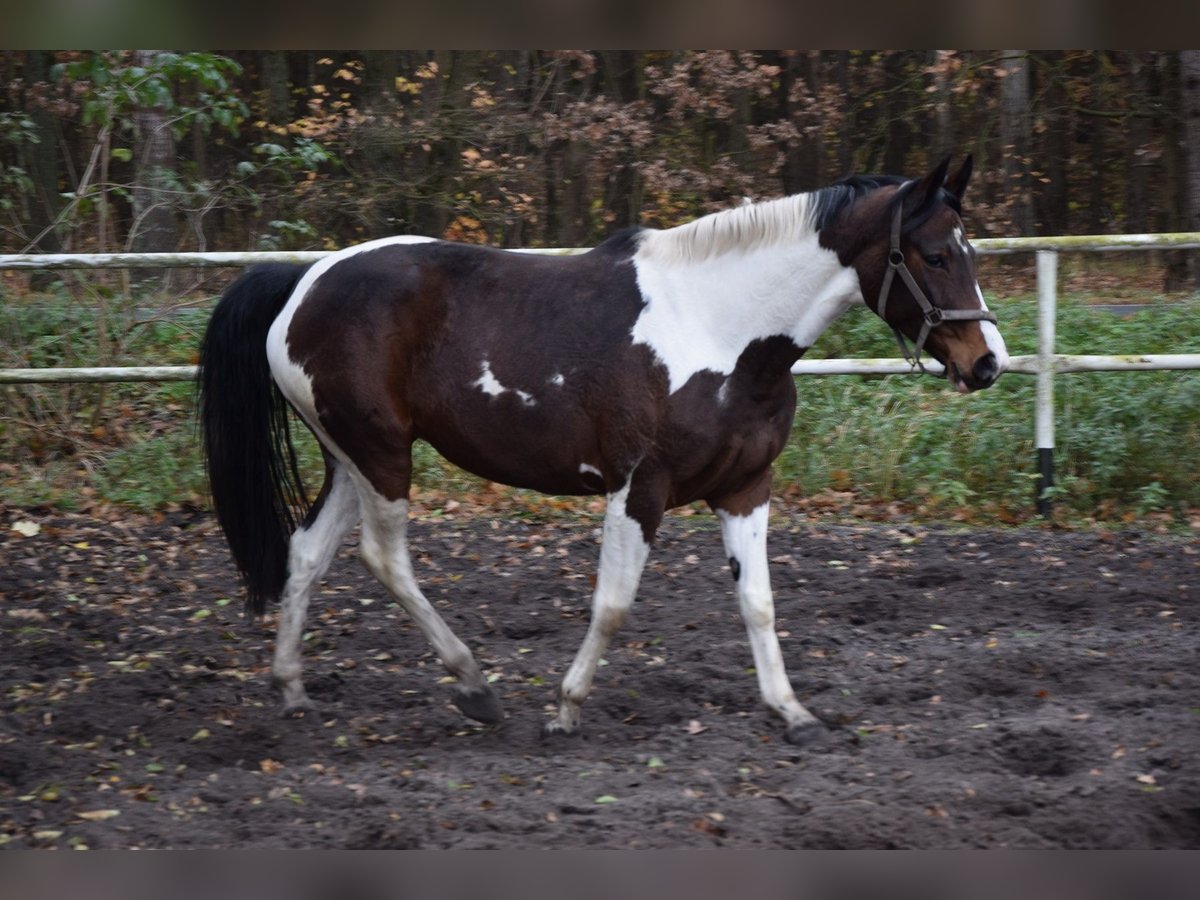 Polnisches Warmblut Stute 5 Jahre 167 cm Schecke in Chelmno