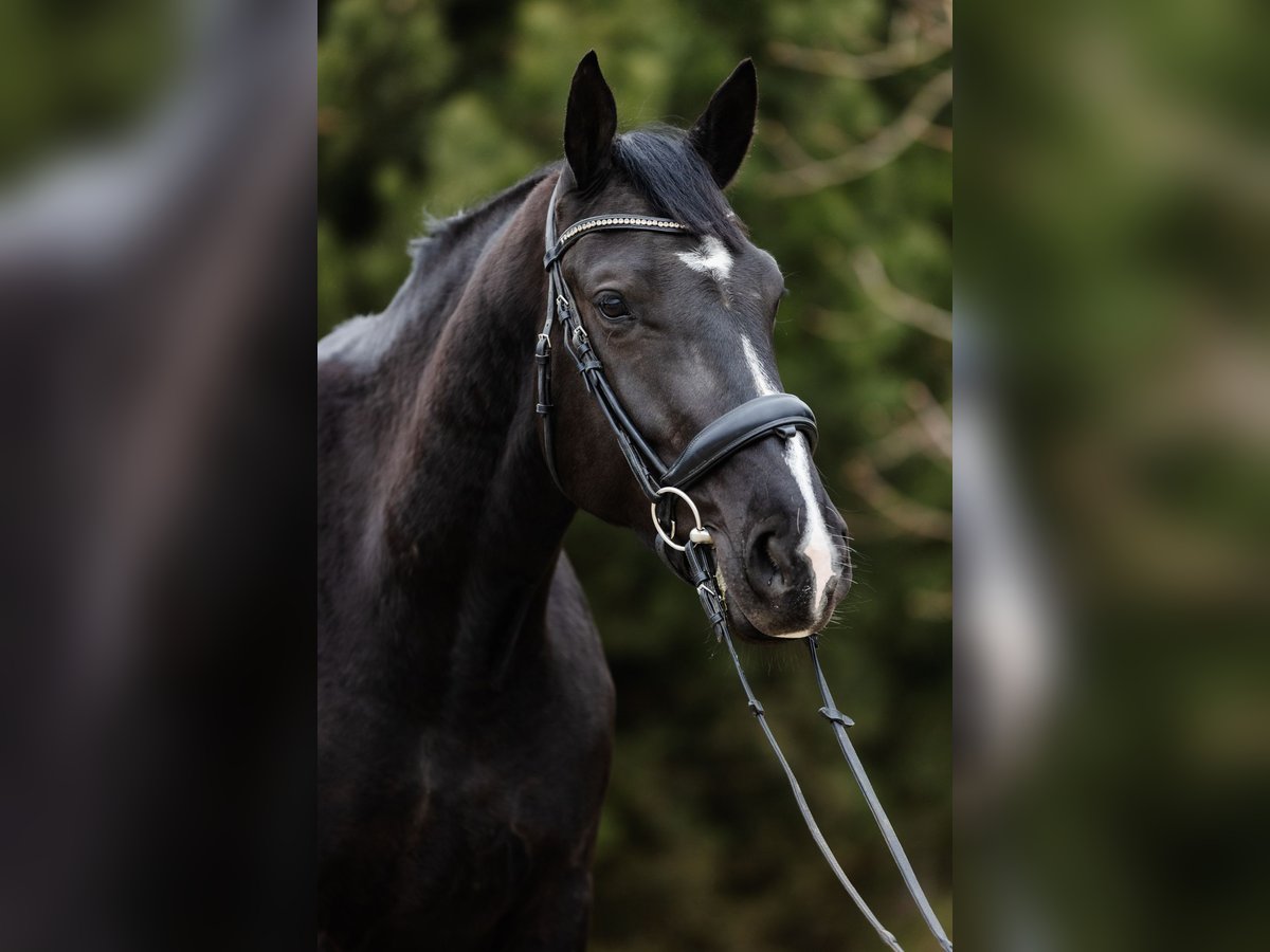 Polnisches Warmblut Stute 5 Jahre 168 cm Rappe in Duszniki