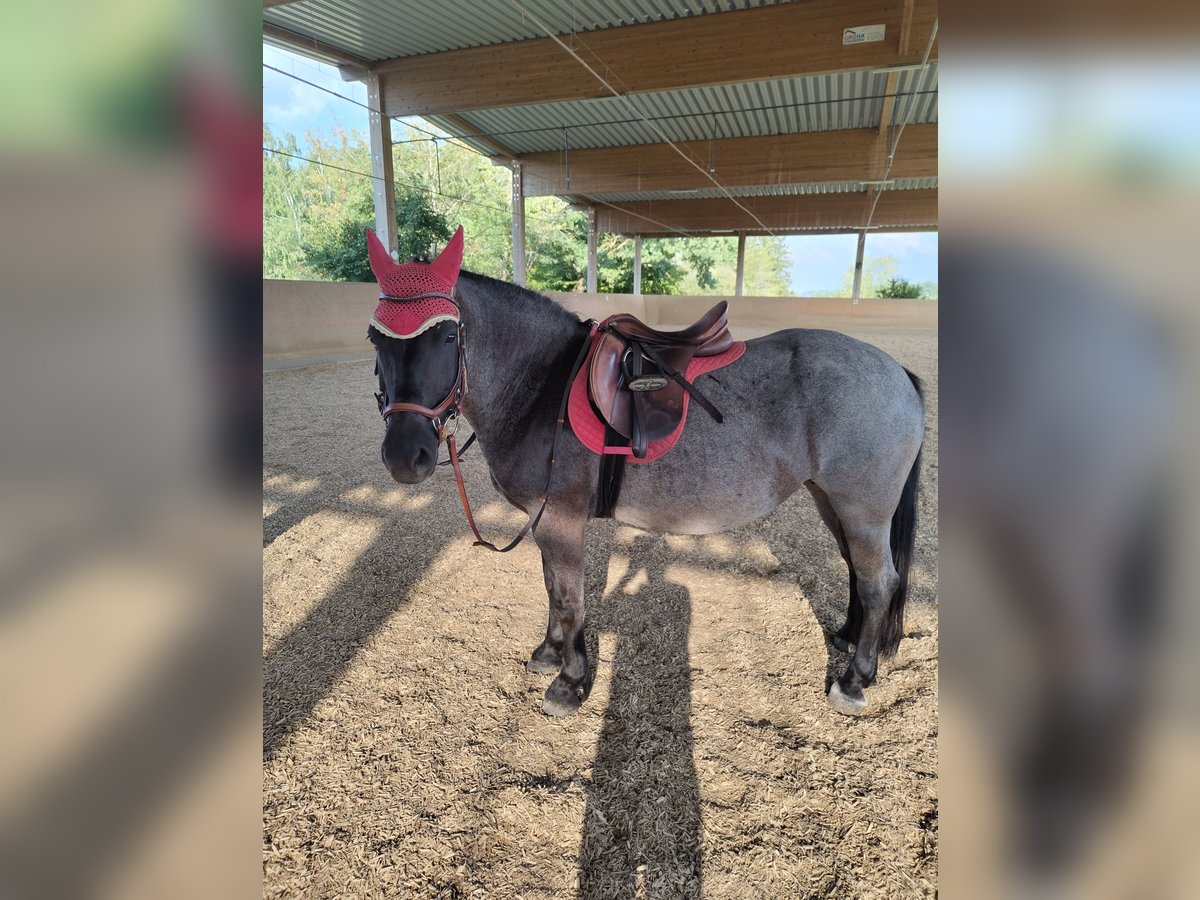 Polnisches Warmblut Stute 6 Jahre 145 cm Blauschimmel in M&#xFC;nchen