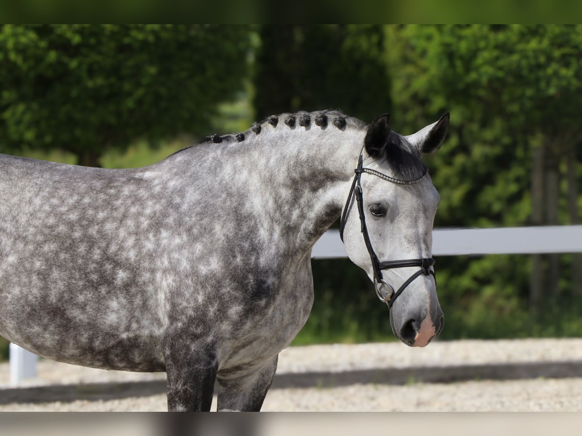 Polnisches Warmblut Stute 6 Jahre 162 cm Schimmel in Schw&#xE4;bisch Hall